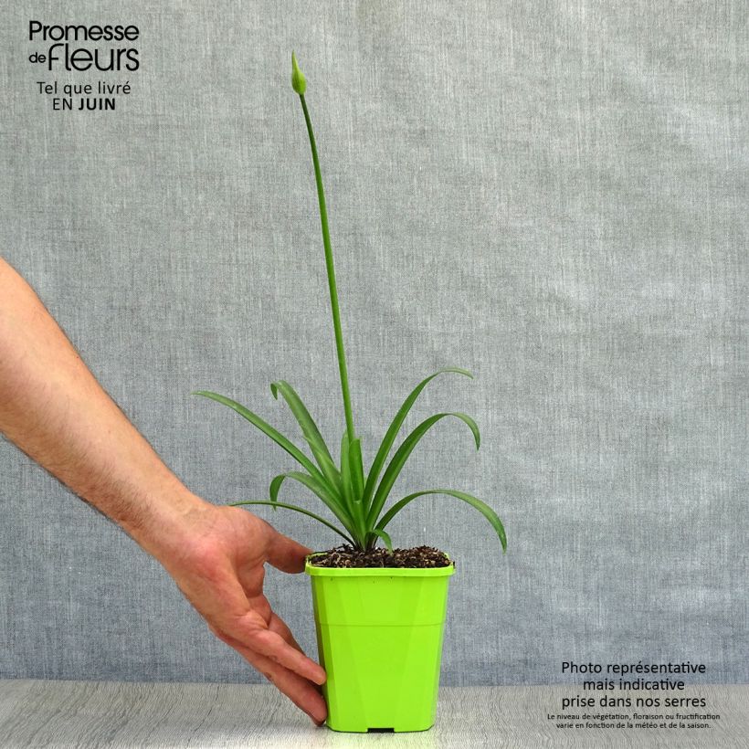 Example of Sinisarja Poppin’ Star Pot de 3L/4L as you get in ete