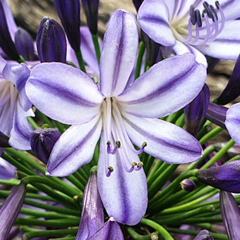 Sinisarja Poppin’ Star (Flowering)