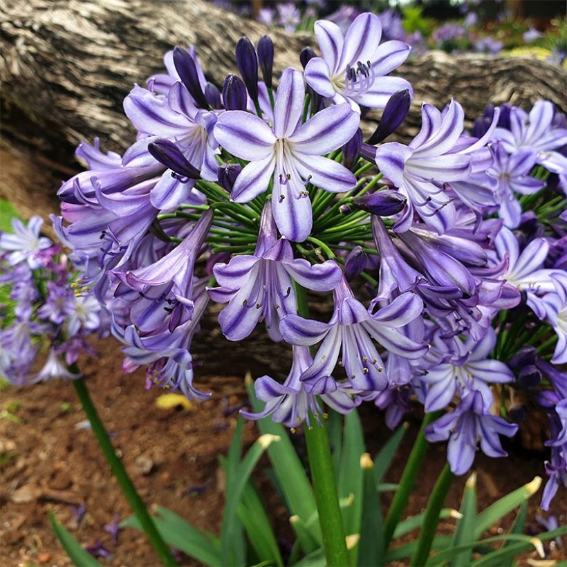 Sinisarja Poppin’ Star (Plant habit)
