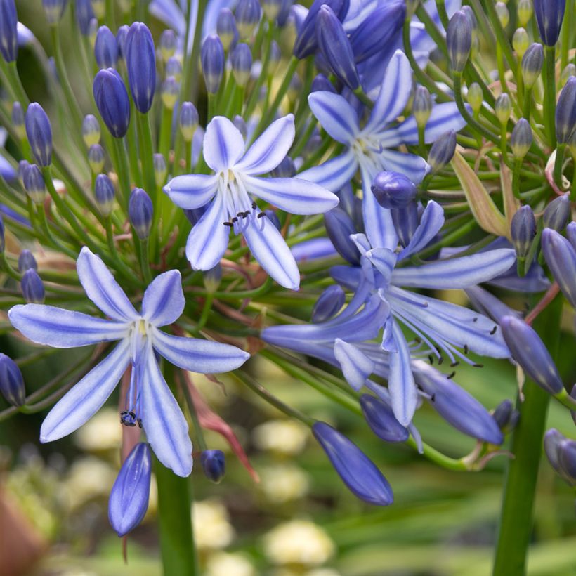 Sinisarja Vallée de l'Authion (Flowering)