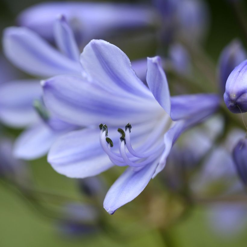 Sinisarja Vallée de la Romanche (Flowering)