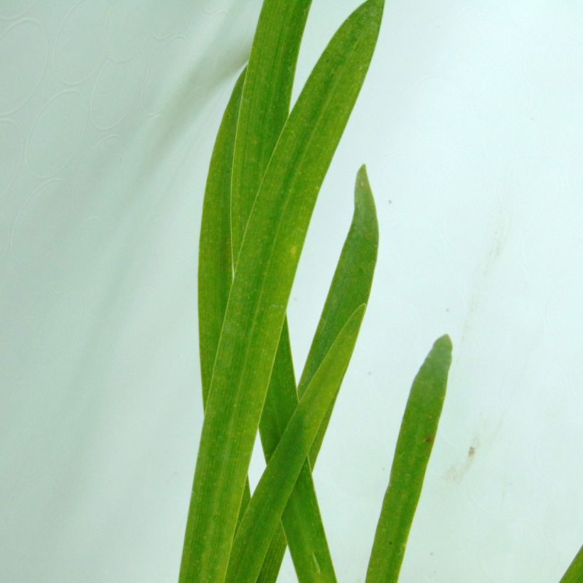 Sinisarja Graskop (Foliage)
