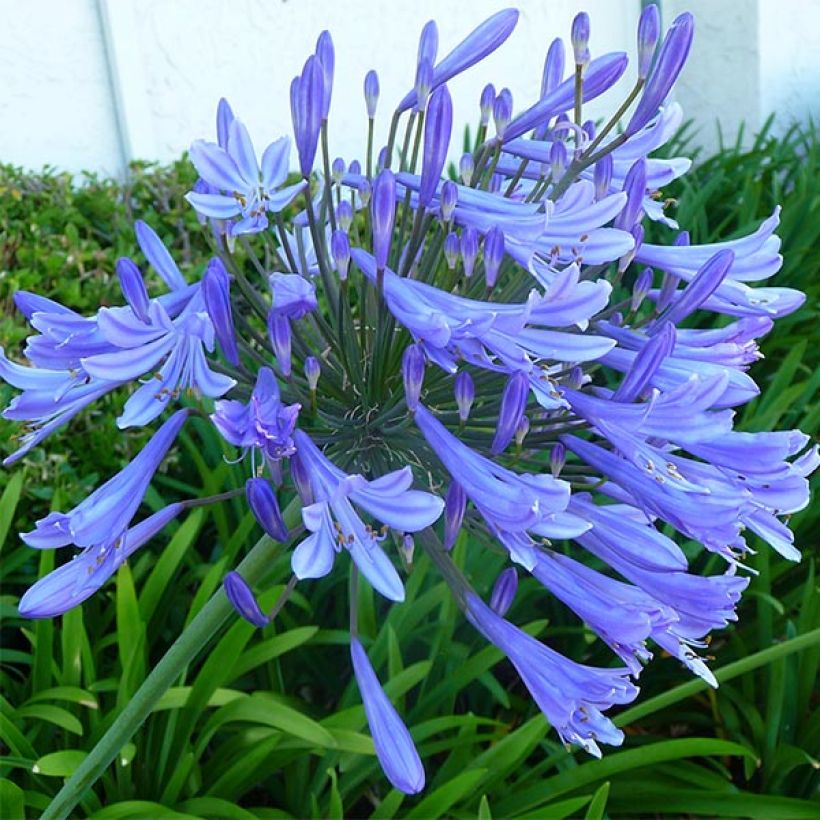 Sinisarja Blue Giant (Flowering)