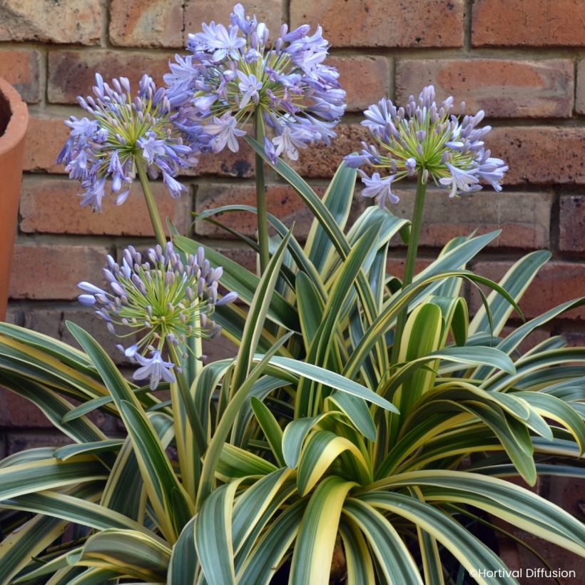 Agapanthe praecox Zambezi (Kukinta)