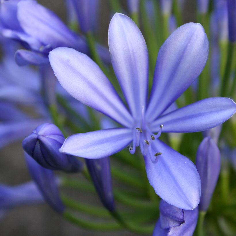 Sinisarja - Agapanthus umbellatus (Flowering)