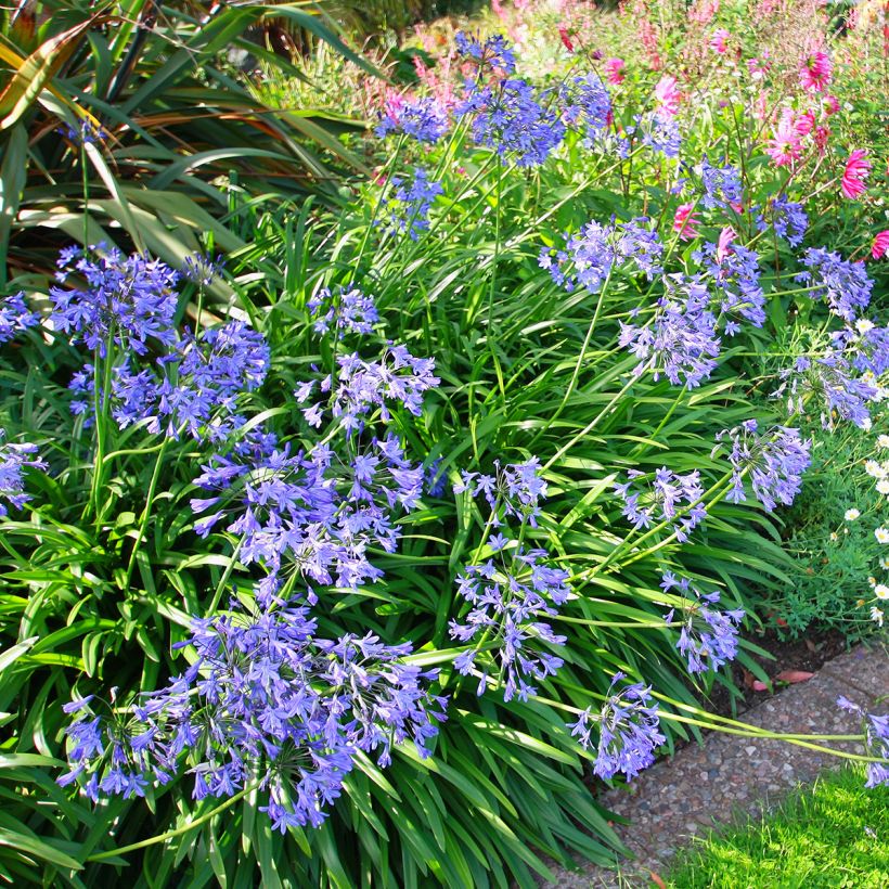 Sinisarja - Agapanthus umbellatus (Plant habit)