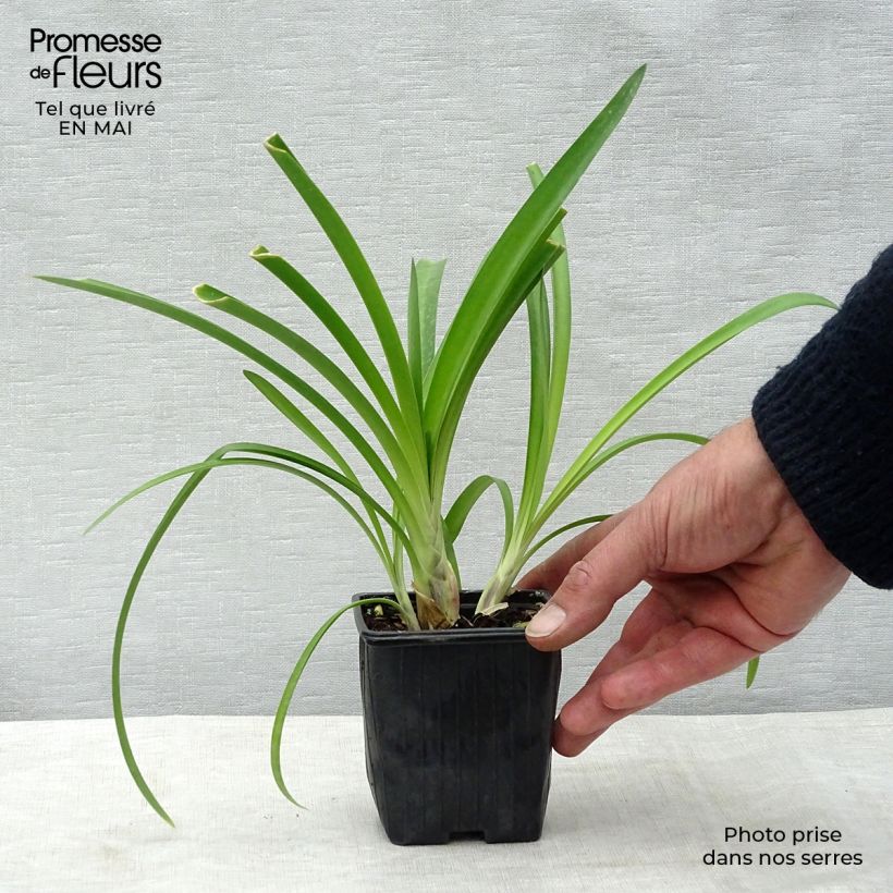 Example of Sinisarja - Agapanthus umbellatus Godet de 7/8 cm as you get in printemps