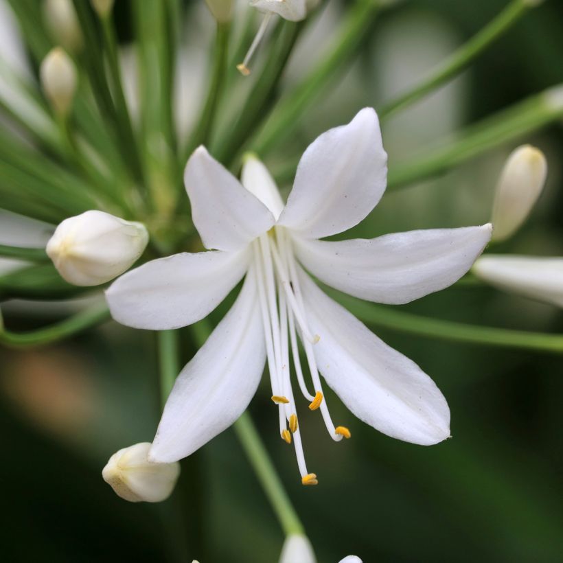 Sinisarja Arctic Star (Kukinta)