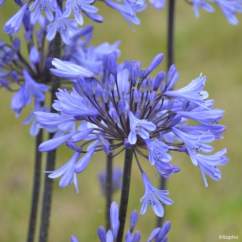 Sinisarja Graphite Blue (Flowering)