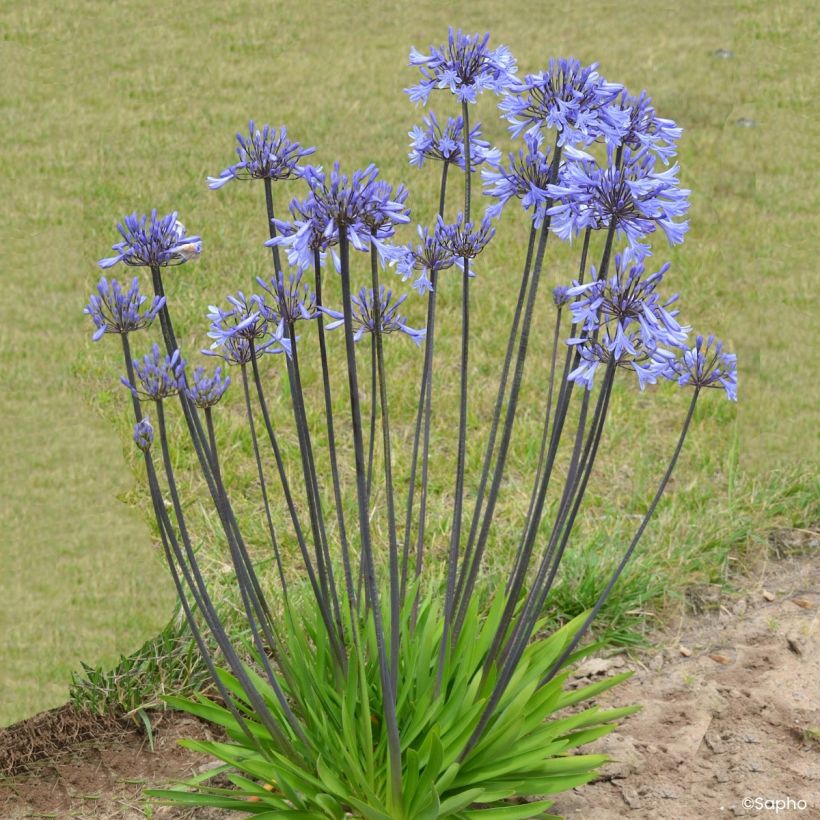 Sinisarja Graphite Blue (Plant habit)