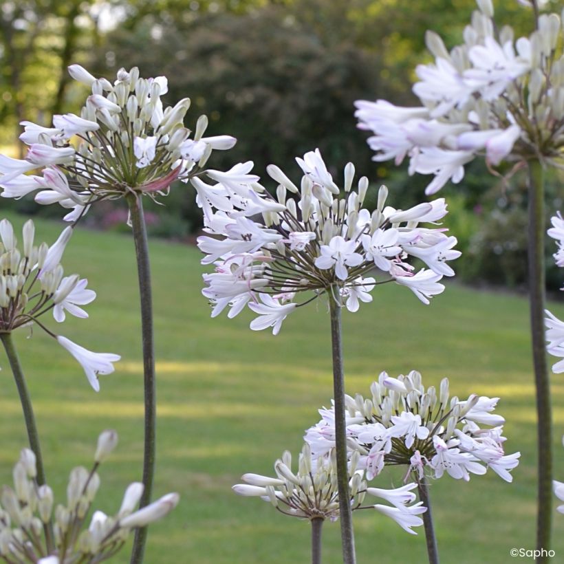 Sinisarja Graphite White (Flowering)