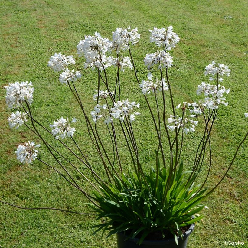 Sinisarja Graphite White (Plant habit)