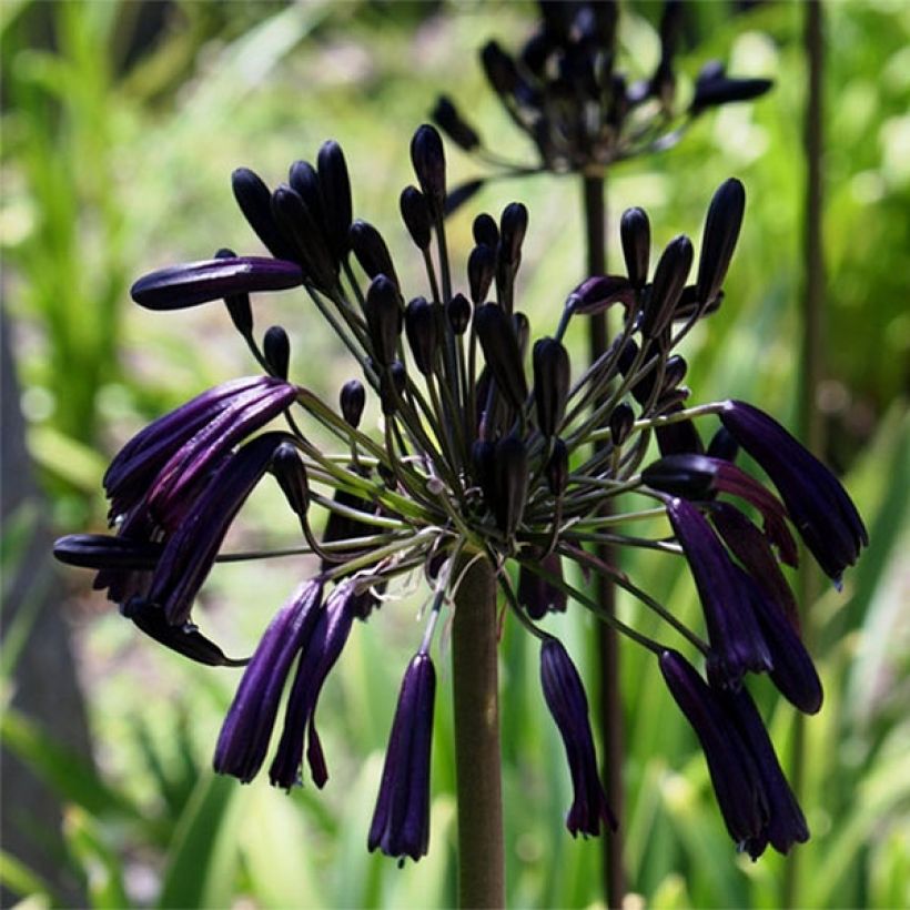 Sinisarja Black Magic (Flowering)