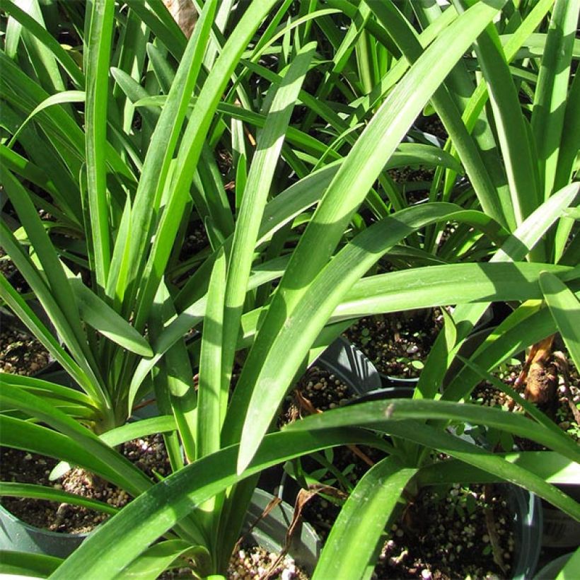 Sinisarja Blue Giant (Foliage)