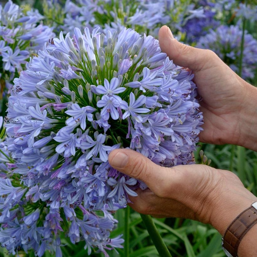 Sinisarja Blue Infinity (Flowering)