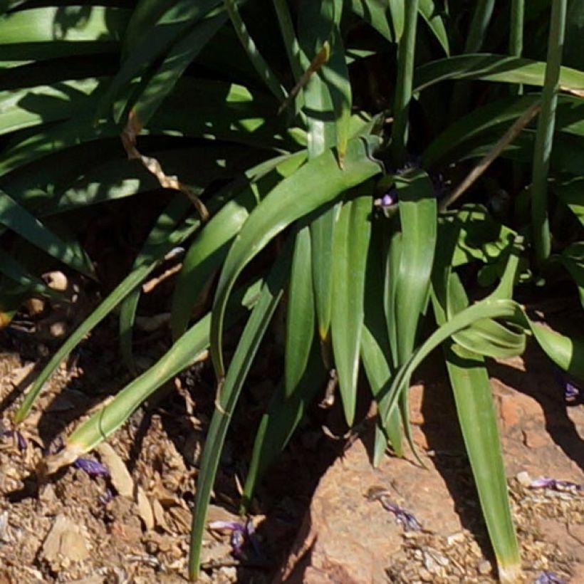 Sinisarja Blue Jeans (Foliage)