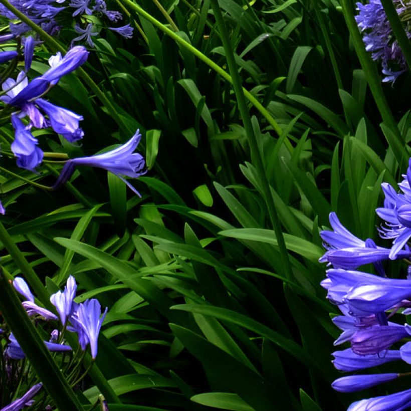 Sinisarja Blue Triumphator (Foliage)