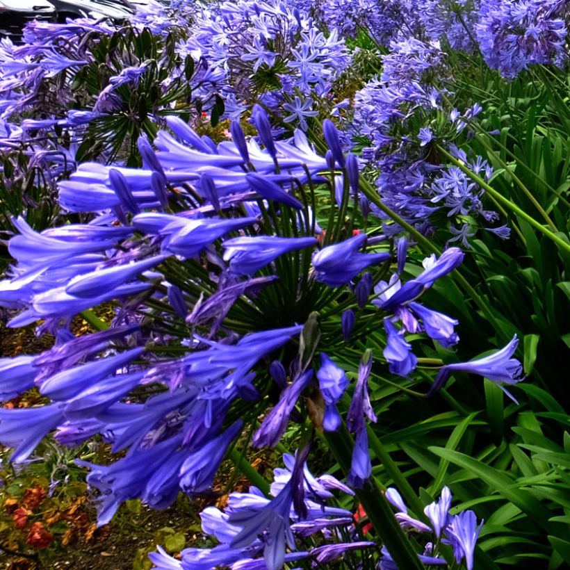 Sinisarja Blue Triumphator (Flowering)