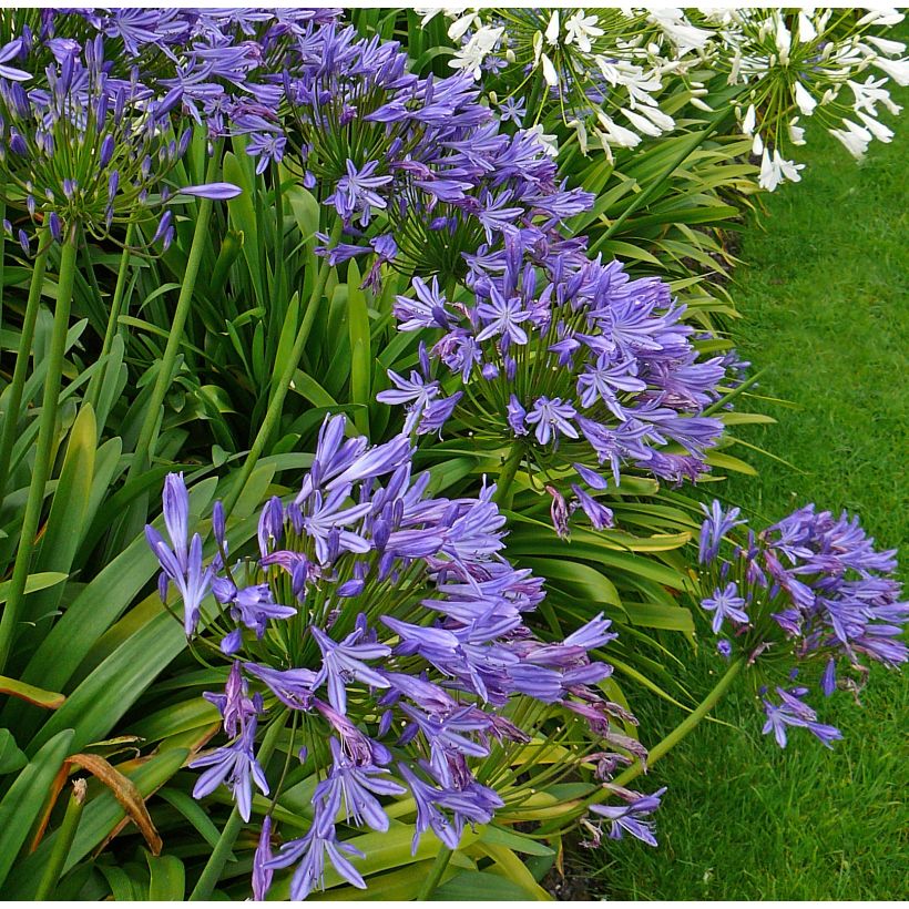 Sinisarja Blue Triumphator (Plant habit)