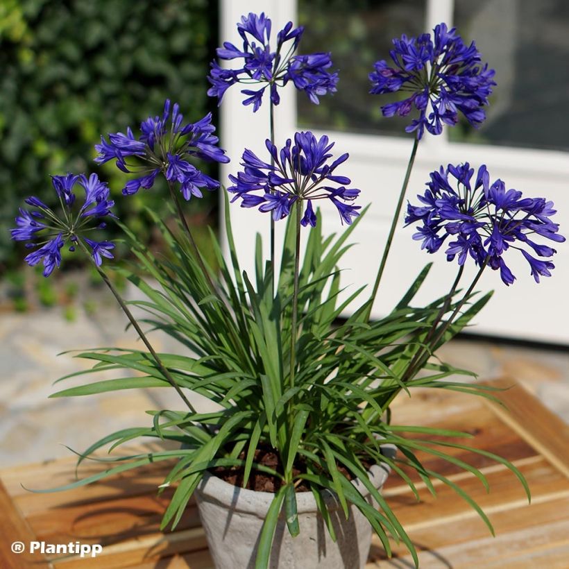 Sinisarja Brilliant Blue (Plant habit)