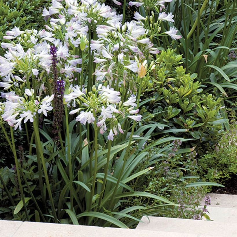 Sinisarja Enigma (Plant habit)