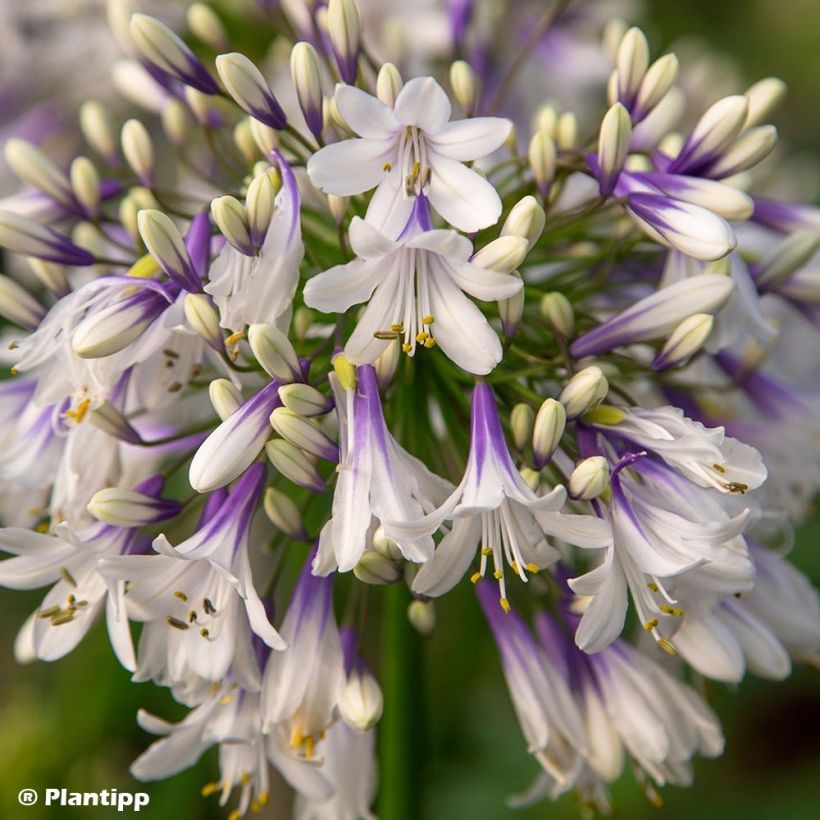 Sinisarja Fireworks (Flowering)