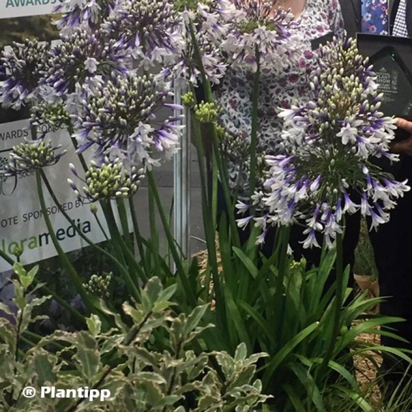 Sinisarja Fireworks (Plant habit)