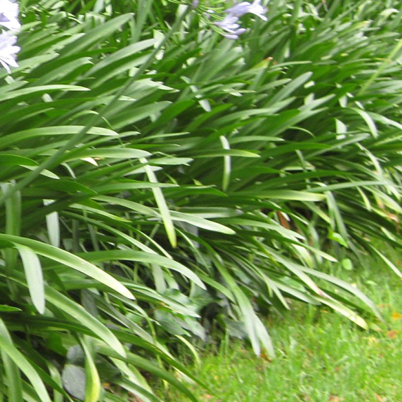 Sinisarja Megan s Mauve (Foliage)