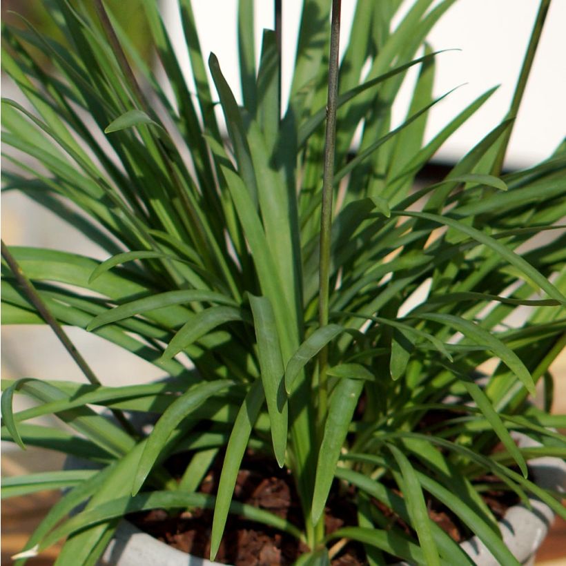 Afrikansinisarja Mi Casa (Foliage)
