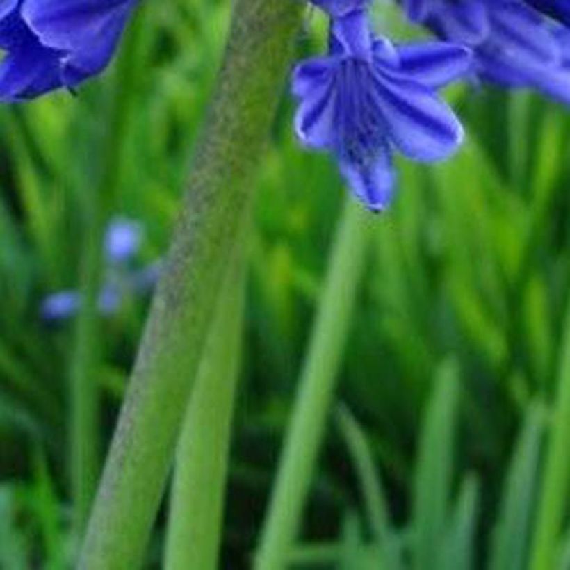 Sinisarja Midnight Blue (Foliage)