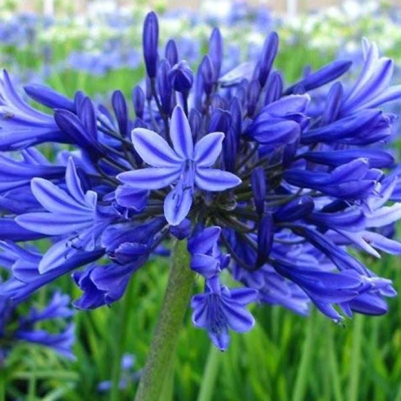 Sinisarja Midnight Blue (Flowering)