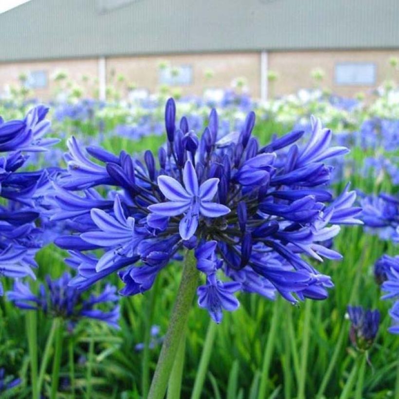 Sinisarja Midnight Blue (Plant habit)