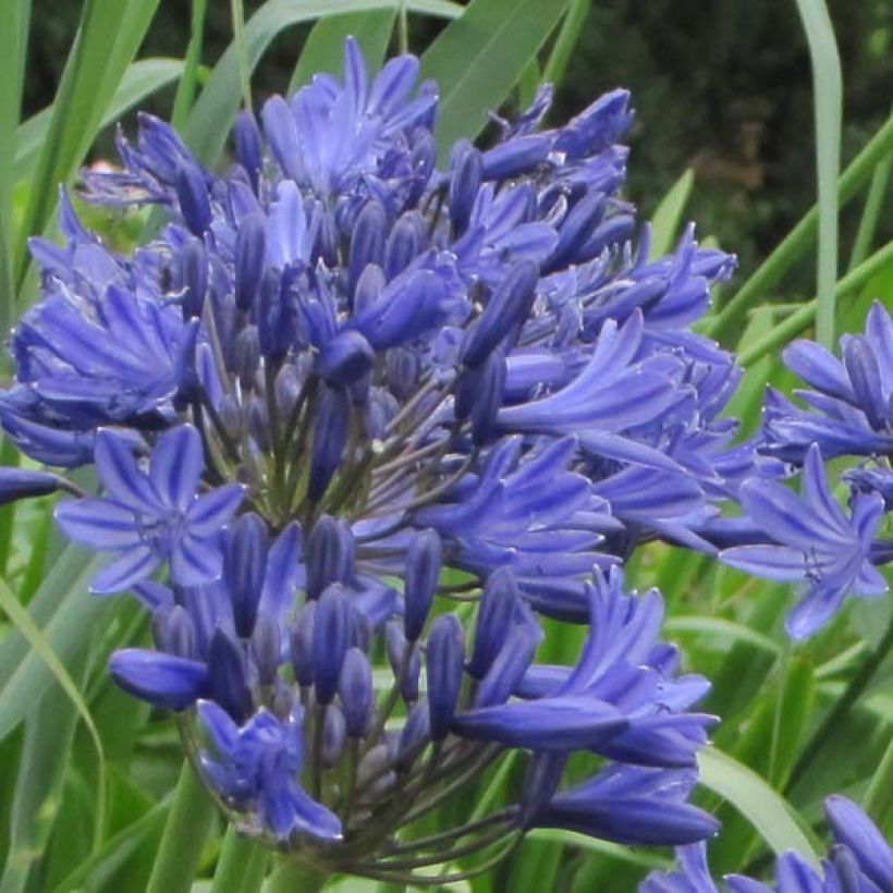 Sinisarja Navy Blue (Flowering)