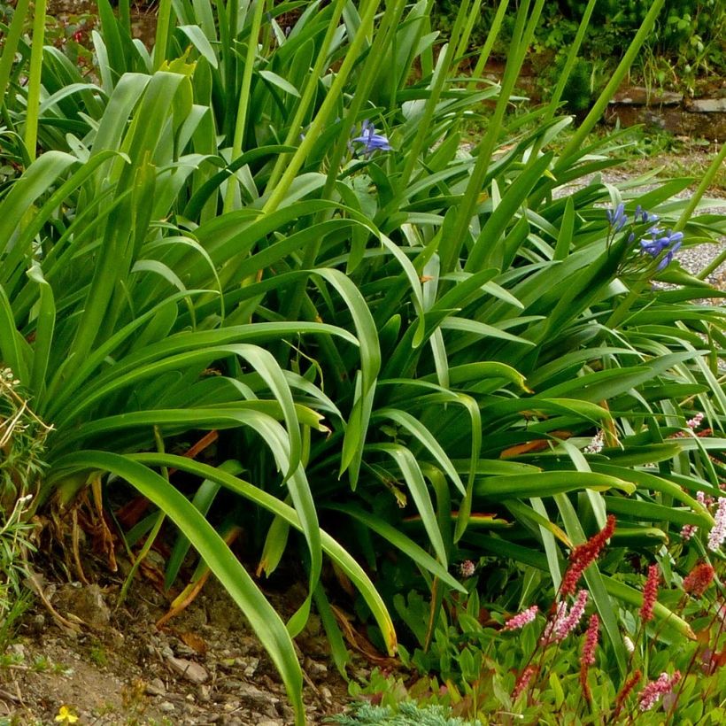 Sinisarja Pretty Sandy (Foliage)