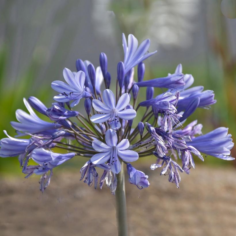 Sinisarja Pretty Sandy (Flowering)