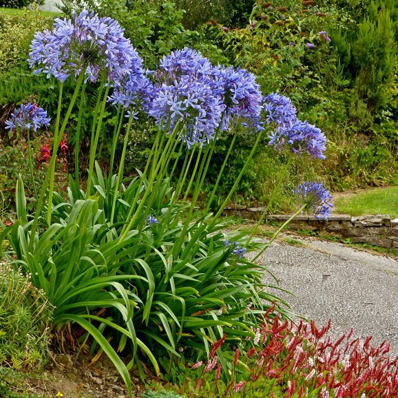 Sinisarja Pretty Sandy (Plant habit)