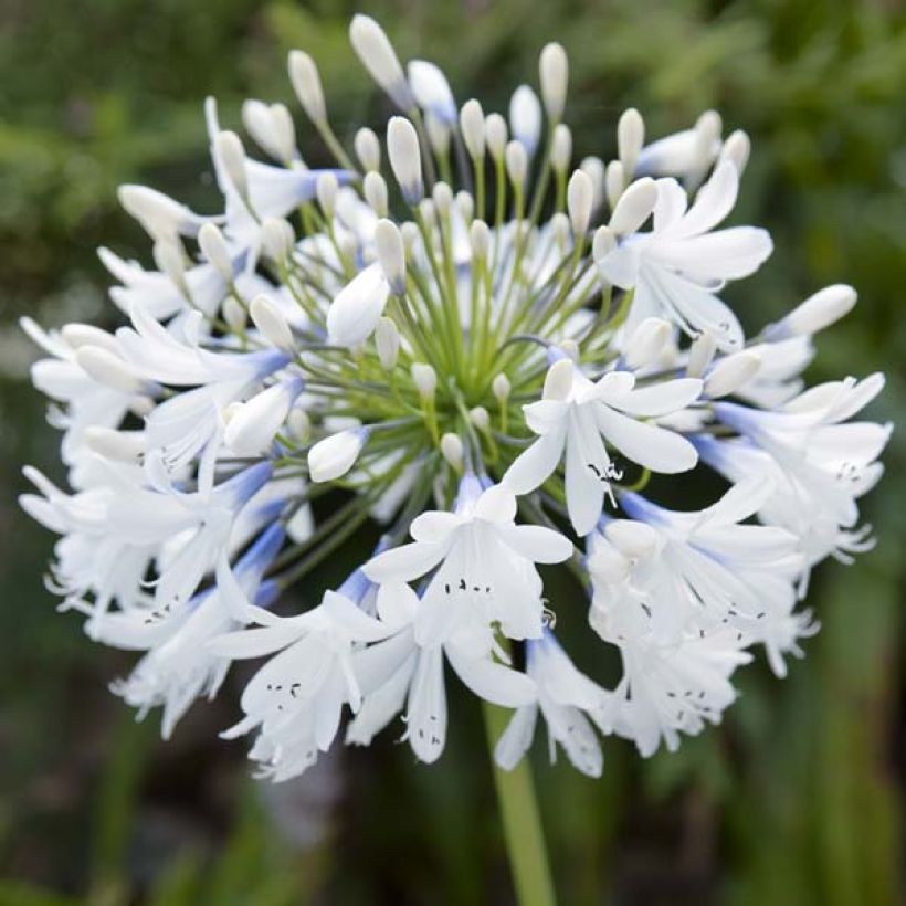 Sinisarja Queen Mum (Flowering)
