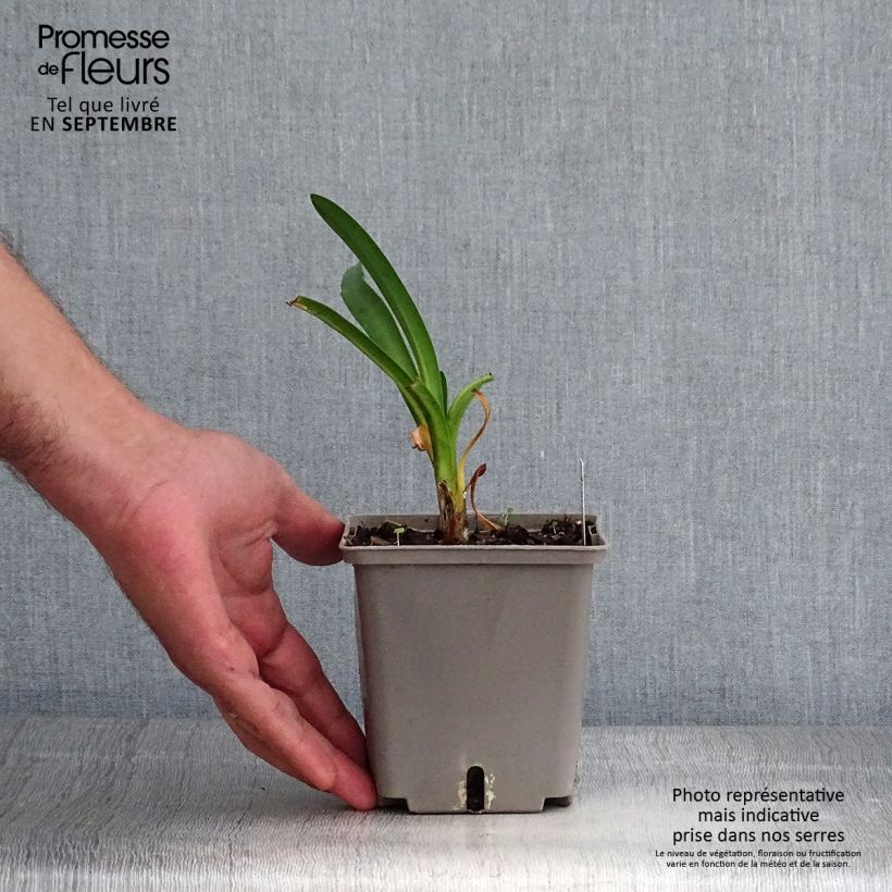 Example of Sinisarja Royal Velvet Pot de 1L/1,5L as you get in automne