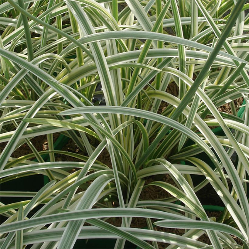 Sinisarja Silver Moon (Foliage)