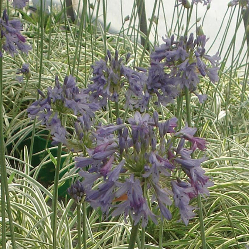 Sinisarja Silver Moon (Flowering)
