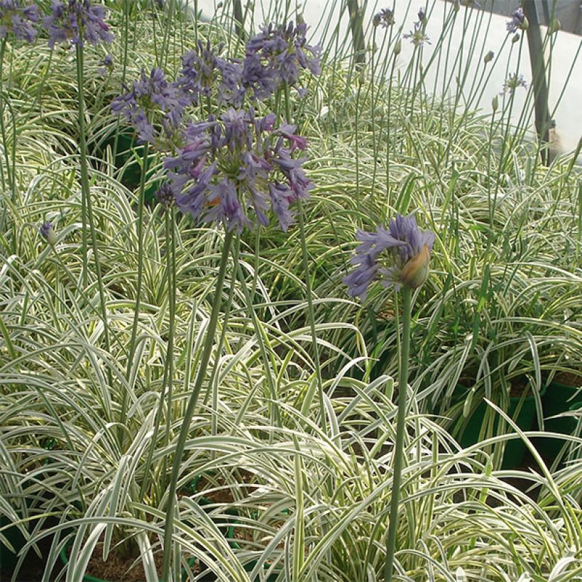 Sinisarja Silver Moon (Plant habit)