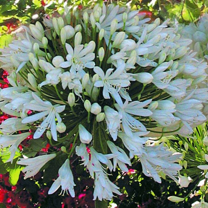 Sinisarja White Heaven (Flowering)