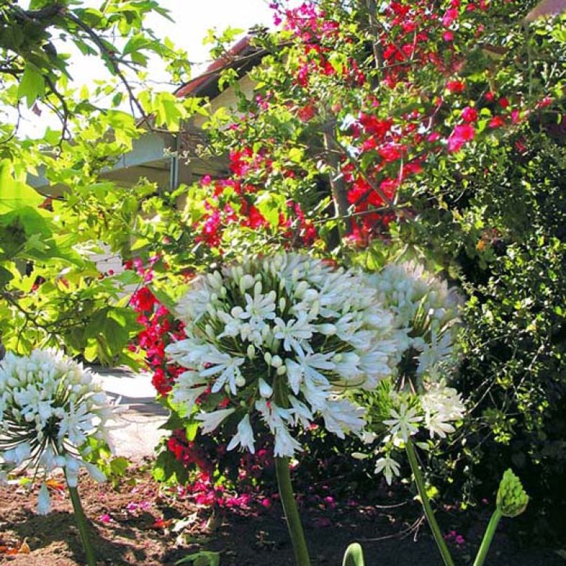Sinisarja White Heaven (Plant habit)