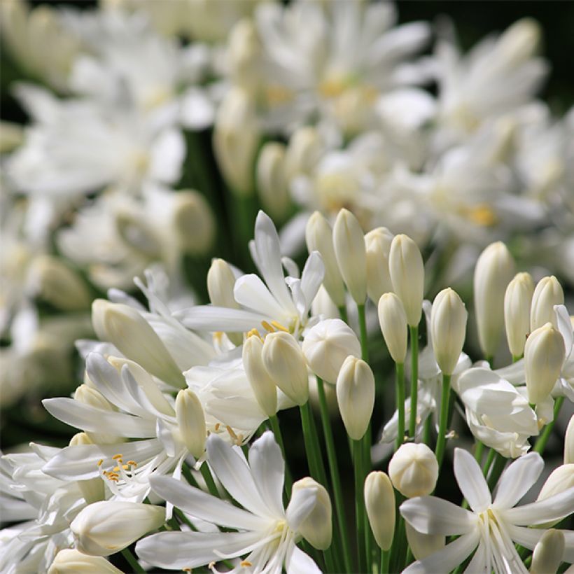 Sinisarja Albus (Flowering)