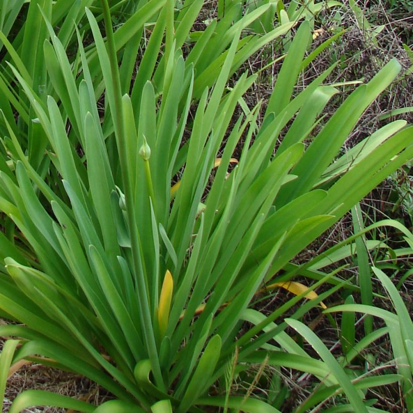 Sinisarja var albidus (Foliage)