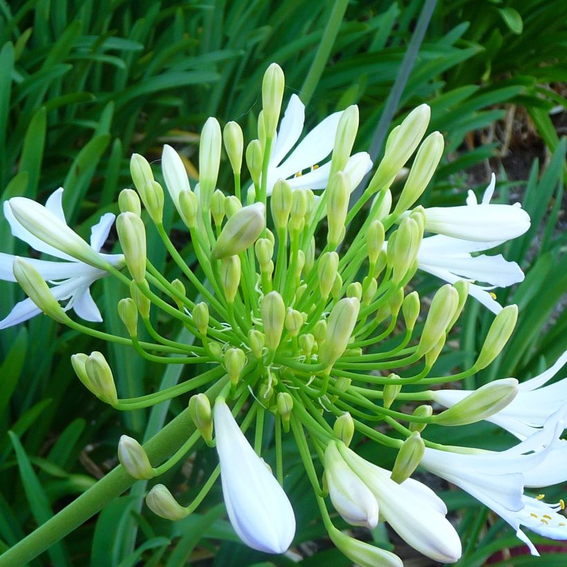 Sinisarja var albidus (Flowering)