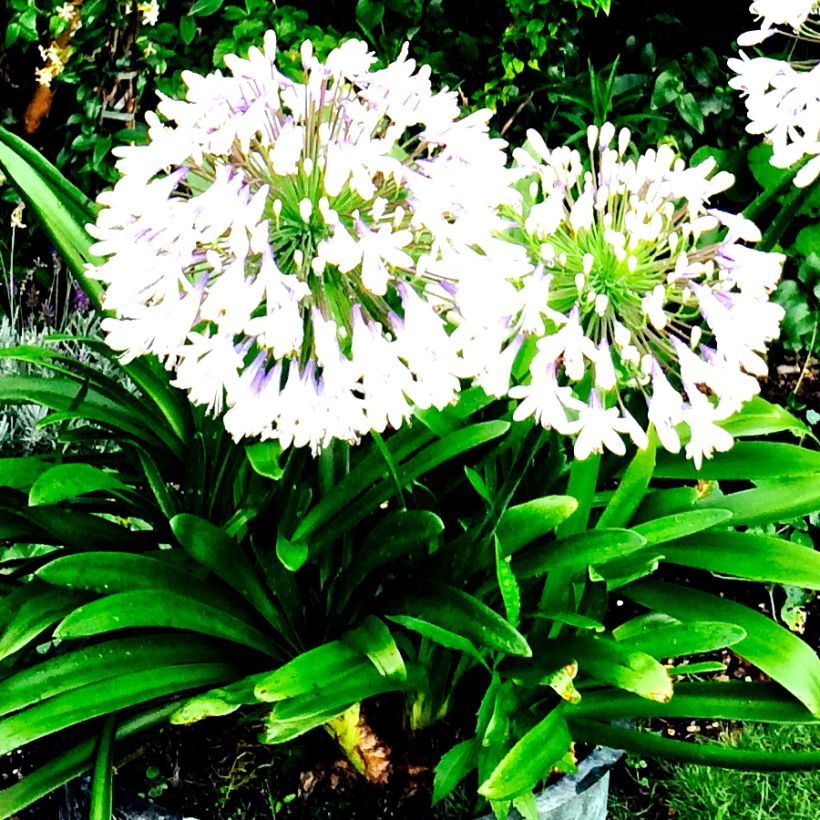Sinisarja var albidus (Plant habit)