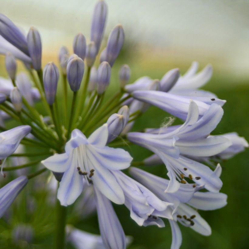 Sinisarja Blue Baby (Kukinta)