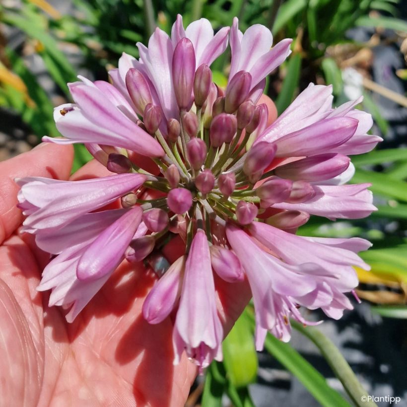 Sinisarja Poppin' Pink (Kukinta)