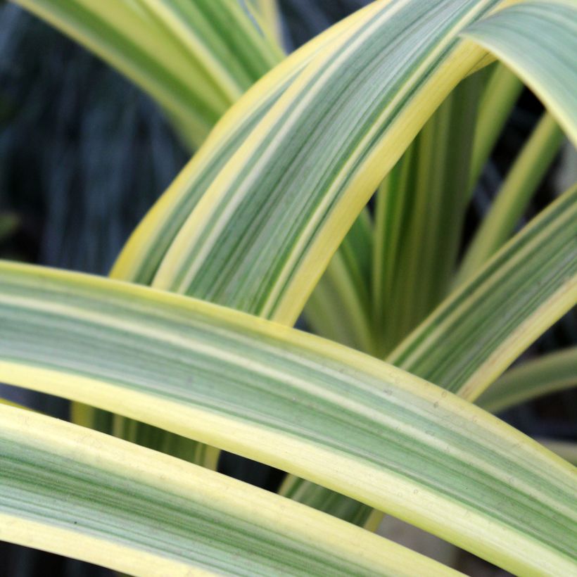 Agapanthe praecox Zambezi (Lehvistö)